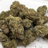 Cereal Milk is a hybrid marijuana strain from Cookies. Cereal Milk is made by crossing Y Life (Cookies x Cherry Pie) and Snowman, a sativa-dominant Cookies pheno. Cereal Milk has a loud flavor with a sweet milk and ice cream nose that will keep you dipping back into your stash. You can expect dense, quality nugs dripping with trichomes and a potent high.
