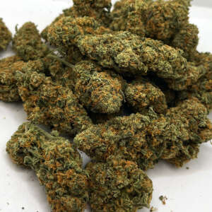 Zkittlez, also known as "Skittles," "Skittlz," and "Island Skittles" is an indica marijuana strain bred from a mix of Grape Ape and Grapefruit that is crossed with another undisclosed strain. This candy-flavored strain was bred by 3rd Gen Family and Terp Hogz. Zkittlez won 1st Place at the 2016 Emerald Cup and has placed in several Cannabis Cups in San Francisco and Michigan. This strain features chunky colas that explode in a spectrum of light green hues and emit a sweet, tropical blend of fruit flavors. The effects of Zkittlez are calming, leaving consumers focused, alert, and happy while relaxing the body to help unwind any time of day.