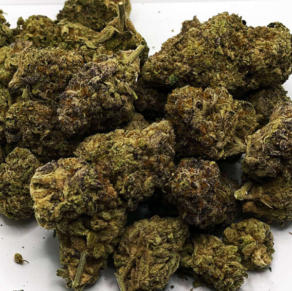 Tequila Sunrise is easily Colorado Seed Inc.’s most popular strain. It was listed as one of The Ten Best Marijuana Strains of 2014 in the Westerword and has only grown more popular since. With an outstanding aroma that has been described as freshly squeezed orange juice with just a touch of Haze muskiness, Tequila Sunrise shines even before combustion. Its effects are kind to the body and light on the mind, eliciting a clearheaded mental buzz with positive euphoria. This all-day flower is deep green with red, rusty pistils. Its genetic lineage is Hawaiian Sunrise crossed with Tangenesia (Ghiesel Amnesia Haze x Tangerine Haze).