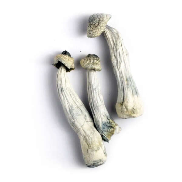 Albino Penis Envy (aka A.P.E) - Image 1