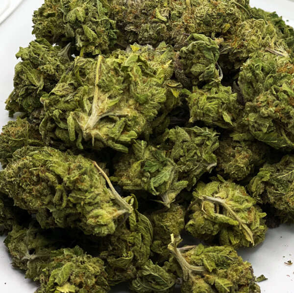 Starfighter is an indica-dominant hybrid whose combined obscurity and quality have garnered this strain quite the reputation among growers and connoisseurs alike. Bred by Alien Genetics, Starfighter mixes genetics from Alien Tahoe OG and Lemon Alien Dawg to create a sweetly aromatic, uplifting hybrid that boasts its potency with a sparkling coat of star-like trichomes. Although the original Starfighter genetics have been discontinued, Exotic Genetix have resurrected similar phenotypes in seed form.