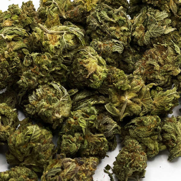 Dosidos, also known as "Dosi Doe," "Do-Si-Dos," and "Dosi" is an indica-dominant hybrid marijuana strain with qualities similar to its parent, OGKB, a GSC-phenotype. With glittering trichomes, bright pistils, and lime green and lavender leaves, Dosidos weed is a feast for the eyes. Its aroma is pungent, sweet, and earthy with slight floral funkiness. These classic OG aromas blend nicely with medical-grade body effects that lean toward the sedative side with the addition of Face Off OG genetics. Those who smoke Dosi can enjoy a stoney, in-your-face buzz off the start that melts down over the body, prettifying the consumer with relaxation that emanates outward. The dominant terpene in Dosidos is limonene.