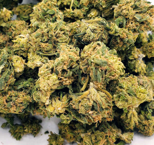 Blueberry is an indica dominant hybrid (80% indica/20% sativa) strain with unknown true parentage. This bud has been traced back to the early 70’s when the infamous American breeder DJ Short started playing around with different landrace strains, ultimately resulting in this insanely delicious variety. It is thought to be descended from Purple Thai X Afghan, but we will never know for sure. Nonetheless, Blueberry is one of the most popular strains on the market and took home the 2000 Best Indica award at the High Times’ Cannabis Cup thanks to its high-powered effects and mouthwatering blueberry vanilla flavor. The Blueberry high has a euphoric and hazy feel to it that creeps up on you slowly before washing over you with a sense of calm and ease. As this high grows, your mind will fall into a state of hazy introspection that immediately erases any negative or racing thoughts and numbs the brain. With these relaxing effects and its high 16-24% average THC level, Blueberry is said to be perfect for treating conditions such as chronic fatigue, depression, migraines, and chronic stress or anxiety. This bud has grape-shaped olive green nugs with bright blue undertones, fiery orange hairs, and a frosty thick coating of tiny amber colored crystal trichomes. It has a smell much like the taste, with a spicy yet sweet earthy vanilla effect that’s accented by fragrant florals.