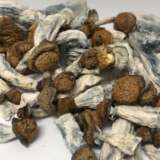 Makilla Gorilla Mushrooms