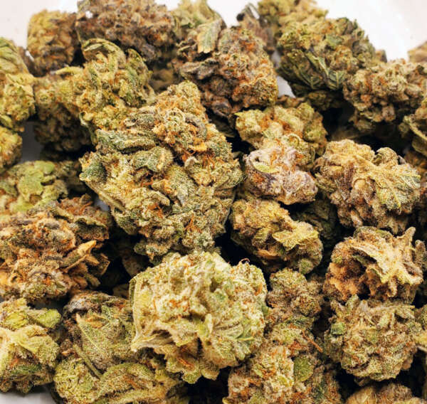 Sour Mango is a sativa-dominant hybrid strain (70% sativa/30% indica) resulting from a cross between Sour Diesel and Mango Haze. Renowned for its unique flavor and energizing effects, it offers a sour tropical mango taste with hints of spicy diesel. The aroma combines spicy diesel with sour tropical citrus and fresh mango. Consuming Sour Mango leads to an invigorating high that uplifts the mood, induces euphoria, and brings about a giggly sensation. Users might also experience a physical tingle that energizes the muscles. Given its THC content of 23-25%, it's beneficial for addressing chronic fatigue, depression, stress, appetite loss, and nausea. The bud features bright neon green nugs, rusty orange hairs, and a layer of white crystal trichomes.