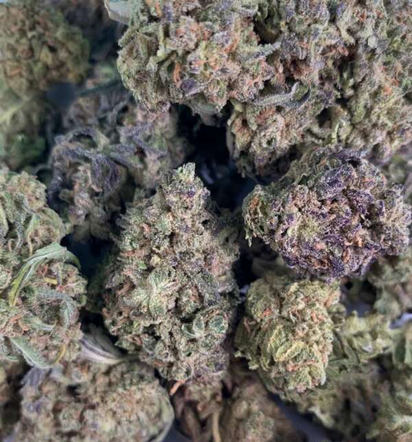 Apricot Cookies (AA+) "Apricot Cookies" is an indica dominant hybrid cannabis strain (70% indica/30% sativa) created by crossing Headwrecker with Legend Orange Apricot strains. It's particularly appealing to those who appreciate the potent effects of indica combined with a delightful taste. The high from Apricot Cookies begins gradually, affecting both the mind and body. Initially, there's a light tingling sensation that intensifies, causing a heaviness in the limbs and a drooping feeling in the head and eyes. As the effects progress, users experience an uplift in mood, sinking further into a heavy, heady state that eventually leads to a blissful, sedative oblivion. This makes Apricot Cookies a suitable choice for treating conditions such as spasticity, insomnia, appetite loss or nausea, depression, and chronic stress, thanks in part to its high THC levels of about 19-20%