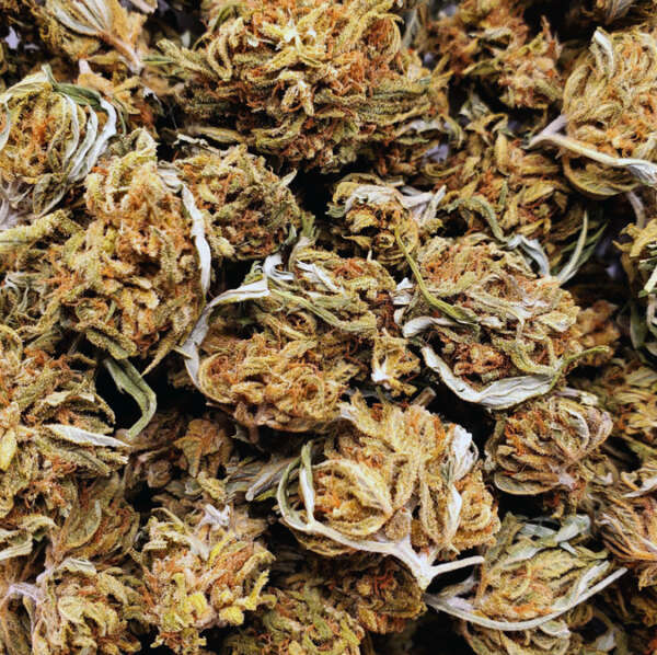 Strain Highlights: Genetics: A blend of about 70% sativa and 30% indica, derived from Amnesia Haze and a secret hybrid parent. THC Content: Ranging between 20% and 24%, it offers a potent high that is best suited for experienced users. Effects: Shogun is renowned for its ability to kickstart creativity and provide a rush of euphoria, followed by sustained energy and heightened focus. These characteristics make it ideal for daytime use, enhancing productivity and social interactions. Medical Uses: Often chosen by patients to manage symptoms of stress, depression, and fatigue due to its uplifting and energizing effects. It's also noted for enhancing focus in those with attention-related disorders. Flavor and Aroma: This strain presents a complex palette of earthy, citrus, and pine notes, making each session a delightful sensory experience. The dominant terpene, terpinolene, adds a subtly sweet and citrusy aroma that complements its energizing effects.