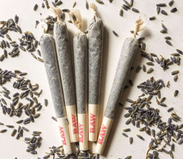 Pre-Rolled Joints 1g – 5 ConesPack Pre-Rolled Joints 1g - 5 Cones/Pack - Image 1