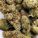 Strain Highlights: Type: Indica Dominant Hybrid Genetics: Cross between Cookies and Cream and Secret Weapon. Potency: Extremely potent, suitable for experienced users or those who require a stronger effect. Aroma and Flavor: Oreoz captivates with an aroma that conjures the nostalgic essence of campfire s’mores, blending rich chocolate and graham cracker with a subtle hint of diesel. The flavor mirrors this complexity, offering a delightful chocolatey experience with each inhale, enriched by a diesel undertone that adds depth and richness to the overall tasting experience.