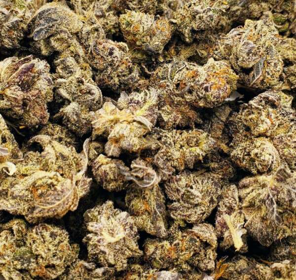truffle.jpg Relish the savory, earthy notes of White Truffle, gently underscored by a subtle skunky backdrop. Ideal for unwinding after a demanding day or setting the tone for a restful evening, this strain is a top choice for those seeking solace from stress and fatigue. Admire its aesthetic allure, with glistening white trichomes and contrasting dark brown tendrils. Hailing from Fresh Coast Genetics in Michigan, White Truffle holds its own unique charm. It's worth noting that Parabellum Genetics also offers a strain by the same name. Treat yourself to this exquisite blend and immerse in its tranquil allure.