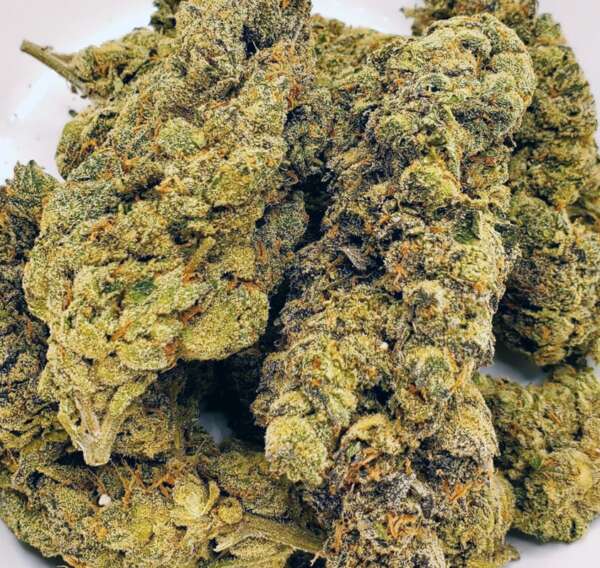 georgia.jpg Discover the allure of Georgia Pie, a delightful blend boasting a 60% indica dominance, born from the union of Gellati and Kush Mints strains. This exotic gem, primarily found in the heart of Colorado, captivates enthusiasts with its robust structure, tantalizing flavor profile, and potent effects. Dive into a world of sweet berry bursts complemented by rich cherry and nutty undertones. Its aroma dances with hints of earthy herbs, promising a sensory delight. Feel the magic of Georgia Pie as it takes you on a journey to pure bliss within minutes. Revel in the uplifting euphoria, tinged with a gentle haze, before a soothing sensation embraces your body. As the calm washes over you, don't be surprised if you find yourself with a hearty appetite. Given its impressive THC content of 25-27% and CBD levels of 1-3%, many turn to Georgia Pie to alleviate chronic stress, depression, appetite irregularities, and insomnia. Visually, this strain is a work of art. Behold the compact, popcorn-shaped green nugs, adorned with hues of purple, delicate amber strands, and a shimmer of frosty purple-tinged trichomes. Dive in and discover the magic of Georgia Pie!