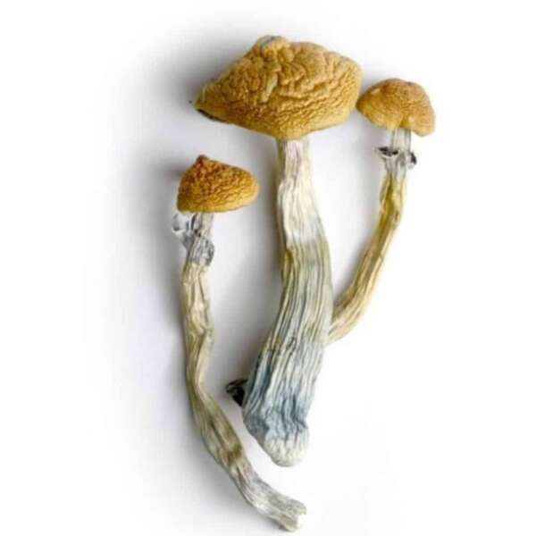 signal-2022-11-16-083808_002.jpeg Hillbilly Magic Mushrooms - Image 1