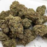 Cereal Milk is a hybrid marijuana strain from Cookies. Cereal Milk is made by crossing Y Life (Cookies x Cherry Pie) and Snowman, a sativa-dominant Cookies pheno. Cereal Milk has a loud flavor with a sweet milk and ice cream nose that will keep you dipping back into your stash. You can expect dense, quality nugs dripping with trichomes and a potent high.