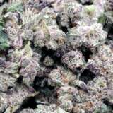 Black Dragon (smalls) (AAA+)