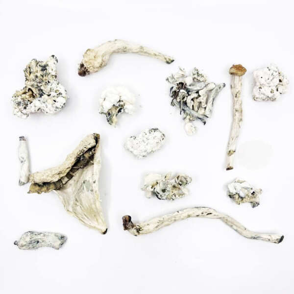 mushrrom.jpg Enigma (AAAA+) **VERY RARE // POTENT** - Image 1