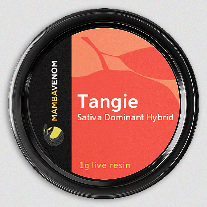 Tangie is a sativa marijuana strain made by crossing California Orange and Skunk-1. This strain is a popular choice in Amsterdam and is spreading elsewhere. Tangie is a remake of sorts of the popular version of Tangerine Dream that was sought-after in the 1990s. The citrus heritage of Tangie is the most evident in its refreshing tangerine aroma. As a plant, Tangie grows best outside, producing sticky buds that provide euphoric yet relaxed effects.