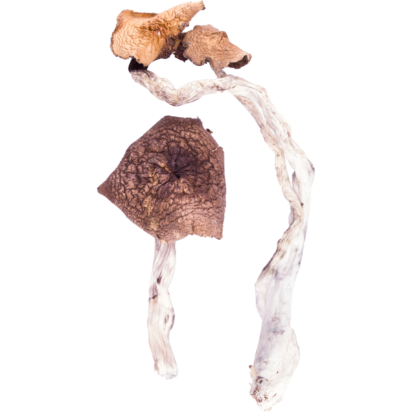 amazonian-1.png Humans and magic mushrooms can trace their relationship back for thousands of years. Stone statues from people indigenous to what is now South America feature images of humans and mushrooms interacting. These same cultures revered mushrooms not just for their consciousness-enhancing properties, but also for the possible benefits the imparted. This strain of magic mushrooms, Amazonian Psilocybe Cubensis, is a close descendant of these original fungi. Amazonian Cubensis contains psilocybin, a psychoactive compound that can change how a person perceives the world around them. In addition, magic mushrooms may have several beneficial effects.