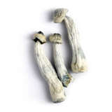 Albino Penis Envy (aka A.P.E)