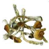 Champignons du raz-de-marée