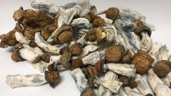 Makilla Gorilla Mushrooms – Image 1