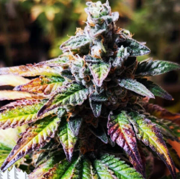 ggg4.jpg Canuk Feminized Cannabis Seeds | Gorilla Glue #4 - Image 1