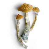 Champignons Magiques Hillbilly