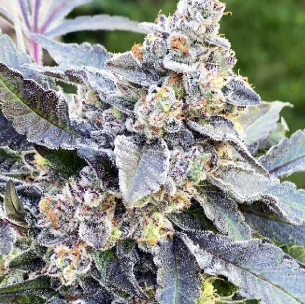 Feminized Cannabis Seeds | Blueberry Kush – Image 1