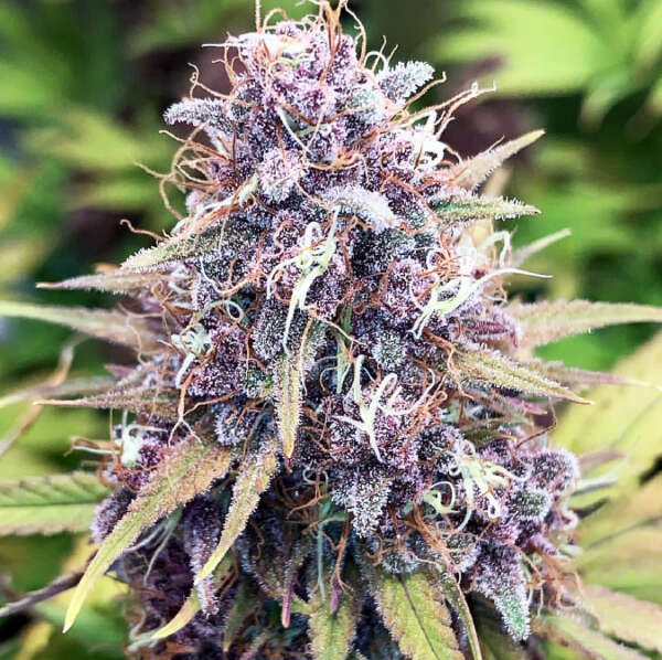 huck.jpg Feminized Cannabis Seeds | Huckleberry Soda – Image 1
