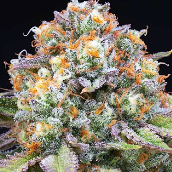 Feminized Cannabis Seeds | Sweet Gas – Image 1