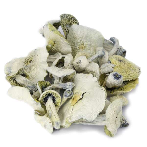 Le champignon Albino Avery est l'un des rares champignons qui existent. Cependant, la souche porte le nom d'un célèbre comédien albinos, Avery. C'est un champignon hybride qui pousse aussi vigoureusement que n'importe quel autre champignon Liberty. La souche laisse tomber de très bonnes spores et possède des tiges solides. Le champignon hybride est célèbre pour son effet rapide et physique qui peut durer jusqu'à cinq heures. La pierre philosophale, le champignon Albino Avery, est une souche spéciale car elle a peu ou pas de pigmentation. C'est un Psilocybe Cubensis blanc, qui serait une mutation du Cubensis A. D'autres rapports indiquent que la souche est originaire du Mexique, d'Amérique du Sud et du Cambodge. De plus, la souche est pointue, formant une sorte de mamelon qui peut prendre une coloration bleuâtre.