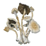 Creeper Cubensis