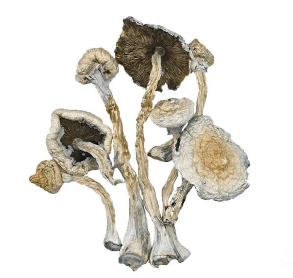 Creeper Cubensis – Image 1