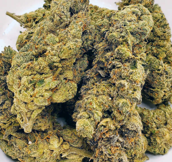georgia.jpg Discover the allure of Georgia Pie, a delightful blend boasting a 60% indica dominance, born from the union of Gellati and Kush Mints strains. This exotic gem, primarily found in the heart of Colorado, captivates enthusiasts with its robust structure, tantalizing flavor profile, and potent effects. Dive into a world of sweet berry bursts complemented by rich cherry and nutty undertones. Its aroma dances with hints of earthy herbs, promising a sensory delight. Feel the magic of Georgia Pie as it takes you on a journey to pure bliss within minutes. Revel in the uplifting euphoria, tinged with a gentle haze, before a soothing sensation embraces your body. As the calm washes over you, don't be surprised if you find yourself with a hearty appetite. Given its impressive THC content of 25-27% and CBD levels of 1-3%, many turn to Georgia Pie to alleviate chronic stress, depression, appetite irregularities, and insomnia. Visually, this strain is a work of art. Behold the compact, popcorn-shaped green nugs, adorned with hues of purple, delicate amber strands, and a shimmer of frosty purple-tinged trichomes. Dive in and discover the magic of Georgia Pie!