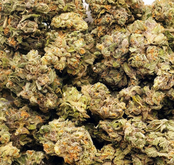 imper.jpg Imperium X est l'une des variétés les plus puissantes au monde, combinant des caractéristiques exceptionnelles comme aucune autre variété de cannabis auparavant. Elle est basée sur trois variétés de cannabis extrêmement riches en THC : la rare City of God, The White Angel et notre Future #1 extrêmement puissante. Le croisement à trois voies a donné naissance à une variété qui dépasse toutes les attentes et repousse les limites du possible. Imperium X peut atteindre des niveaux de THC de 36% et plus dans la gamme supérieure, et ses effets puissants, profonds et de grande portée ne peuvent pas être expliqués par le seul cannabinoïde THC. Nous supposons que la variété a également une valeur de THCP relativement élevée. Elle vous fait voler plus haut que n'importe quelle autre variété et constitue tout un univers d'effets positifs, euphorisants, stimulants, expansifs sensoriels et narcotiques qui roulent sur votre esprit et votre corps comme un rouleau massif rempli d'énergie. Les effets durent sans fin, sont hors du commun et comprennent à la fois des composants relaxants intenses et des effets euphorisants qui vous plongent dans une véritable frénésie de créativité et vous donnent un puissant regain d'énergie. Les utilisateurs ayant une tolérance élevée trouveront que c'est une expérience exceptionnellement intense, et les utilisateurs inexpérimentés peuvent rapidement et facilement la sous-estimer avec seulement un petit dosage. Une fois que le dosage est un peu trop élevé (et cela arrive très facilement), il peut facilement vous attacher au canapé pendant des heures et vous faire complètement voler. Cette variété est la quintessence et le nec plus ultra des effets du cannabis. Si complexe, polyvalente et intense que nous pourrions écrire des pages et des pages à ce sujet, mais certaines choses ne peuvent pas être décrites, elles ne peuvent que se ressentir.