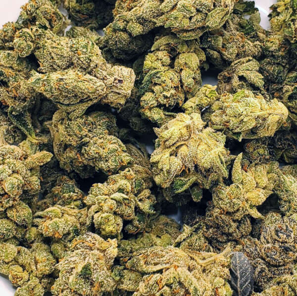 peach.jpg Peach Cobbler is a balanced hybrid strain (50% indica/50% sativa) derived from crossing Peach Kush, Sour Diesel, Romulan, and Monster Sauce strains. It features a sweet, citrusy, and peachy flavor, complemented by an aroma with a hint of nuttiness. The high from Peach Cobbler begins with a tingly sensation that enhances your mood and induces a sense of bliss and slight relaxation, which eventually spreads throughout the body, inducing physical tranquility. Despite this, it doesn't significantly impact your energy levels. With a THC content of 15-23%, this strain is often used to address conditions like appetite loss, nausea, chronic pain, depression, and chronic fatigue. Peach Cobbler buds are distinguished by their bright neon green color, fiery orange hairs, chunky amber trichomes, and a sticky coating of sweet resin.
