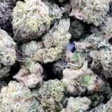 Purple Mimosa (AAA+)