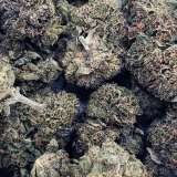 Pink Lizard (AAAA+)