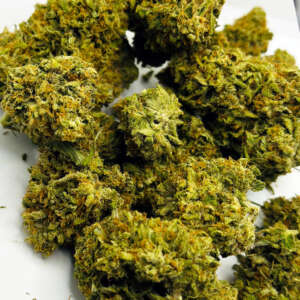 SeaWarp, also known as “SW,” is a slightly indica dominant hybrid strain (60% indica/40% sativa) created through crossing the infamous Sea Level X Ben Johnson X Texeda Timewarp strains. Best known for its mind-warping effects and high level of potency, SeaWarp is perfect for any hybrid lover who appreciates a slight indica lean. The high comes on fast and hard, slamming into your mind with a lifted sense of creativity and euphoria. You'll feel an influx motivation and sociability that is perfect for helping you carry on conversations with those around you with ease. As you chat the day or night away, a sense of relaxation will wash over your body, leaving you fully couch-locked and pretty sleepy. Thanks to these effects and its high 18% + average THC level, SeaWarp is often chosen to treat those suffering from conditions such as chronic pain, insomnia, nausea or appetite loss, chronic stress or anxiety, depression and chronic fatigue. This bud has a sweet and sour lemony citrus flavor with a rich earthy woody aroma to match. SeaWarp buds have fluffy elongated bright neon green nugs with vibrant orange hairs and a coating of frosty clear crystal trichomes dripping with sweet sticky resin.