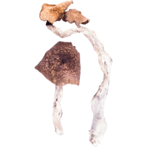 Humans and magic mushrooms can trace their relationship back for thousands of years. Stone statues from people indigenous to what is now South America feature images of humans and mushrooms interacting. These same cultures revered mushrooms not just for their consciousness-enhancing properties, but also for the possible benefits the imparted. This strain of magic mushrooms, Amazonian Psilocybe Cubensis, is a close descendant of these original fungi. Amazonian Cubensis contains psilocybin, a psychoactive compound that can change how a person perceives the world around them. In addition, magic mushrooms may have several beneficial effects.