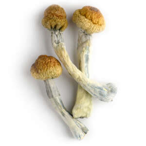 Trinity magic mushrooms are a hybrid of three different psilocybe varieties. The varieties that make up this combo are Penis Envy, Aztec God, and Tidal Wave. This is a very unique and powerful mix providing a mushroom that is 1.5 times stronger than average varieties. The potency makes it a good choice for moderate to experienced users.