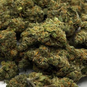 Hawaiian Gold is a predominantly sativa hybrid strain created from a combination of Pineapple and Super Lemon Haze. With THC levels often exceeding 20%, it produces a potent, euphoric high that can be used to aid in treating low mood, insomnia and chronic pain. Its buds have a bright green colour with darker green spots and light amber hairs, while the taste and aroma is earthy with a hint of sweet floral and rotten fruit. Some possible side-effects of this strain are paranoia, dry eyes, and cottonmouth. Originated in California but also available in other American West areas.