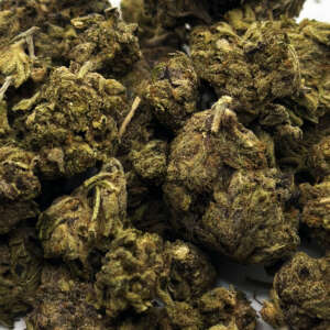 Mambabudds is your go-to destination for the highest-quality cannabis delivery in Brantford ON. Try the popular Afwreck strain, a combination of an Afghani strain and Trainwreck heredity, boasting high THC levels (more than 20%) and low CBD levels of around 1%. This potent sativa-dominant hybrid provides a powerful kick of euphoria that can help with anxiety, depression, chronic pain, muscle spasms, nausea and insomnia. Its earthy, minty and lavender flavor is accompanied by a skunky aroma of cherry bark and pine, while its dark green buds are sprinkled with dark orange strands and a thick layer of trichomes. Shop Mambabudds today to enjoy the unique experience of Afwreck.