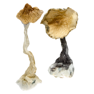 Blue Meanies contains a vast amount of psilocybin, even in comparison with other mushroom strains. One of the things that makes Blue Meanies so good is its concentration of tryptamine alkaloids. These compounds provide a more intense psychedelic experience thanks to extremely high levels of psilocin and psilocybin. Its high potency is one of two reasons why this mushroom bears this name. The other reason is the blue bruising spots on the stalk. However, these bruises are also a sign of its increased potency. A regular psychedelic trip on Blue Meanies lasts about 4-8 depending on the quantity ingested and your tolerance.