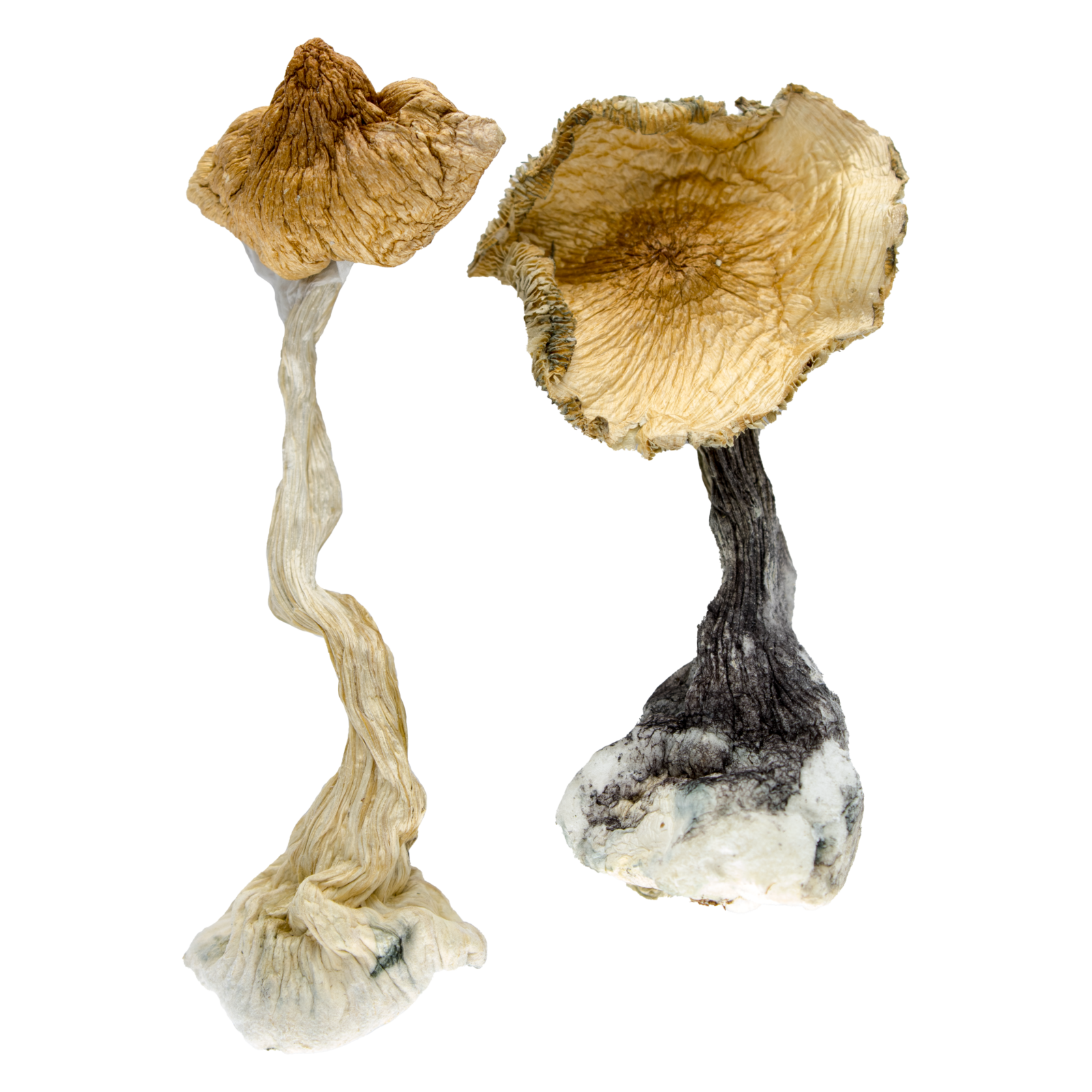 Blue Meanies contains a vast amount of psilocybin, even in comparison with other mushroom strains. One of the things that makes Blue Meanies so good is its concentration of tryptamine alkaloids. These compounds provide a more intense psychedelic experience thanks to extremely high levels of psilocin and psilocybin. Its high potency is one of two reasons why this mushroom bears this name. The other reason is the blue bruising spots on the stalk. However, these bruises are also a sign of its increased potency. A regular psychedelic trip on Blue Meanies lasts about 4-8 depending on the quantity ingested and your tolerance.