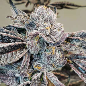 Runtz is a highly popular and relatively new strain originating in California. This spectacular cross is a blend of Gelato and Zkittlez, resulting in a balanced hybrid consisting of 50% sativa and 50% indica genetics. When grown indoors, Runtz cannabis seeds have an average height of 80-130cm and a flowering time of only 8-9 weeks. The plant produces a yield of around 450-500 grams per square meter. Outdoor yields are similar, averaging around 400-500 grams per plant. The buds of Runtz are lime green in color with purple accents and are covered in a thick layer of THC, with levels typically reaching 27%. The effects of smoking Runtz are euphoric and cheerful, with a potential for increased creativity. The candy-scented aroma has fruity undertones.