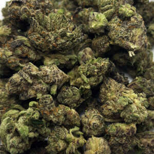 Introducing Grape Stank, a remarkable indica dominant strain created by crossing Gasoline and Garlic Grove. This unique blend results in a truly extraordinary cannabis experience. Prepare to be captivated by its potent, skunky aroma and the rich, flavorful taste of grapes that lingers on your palate. Grape Stank is celebrated for its ability to induce a heavy body high that gradually creeps up on you. As you indulge in this strain, you'll feel a sense of relaxation wash over you, easing tension and promoting a tranquil state of mind. Its soothing effects make Grape Stank an excellent choice for those seeking relief from pain and anxiety.