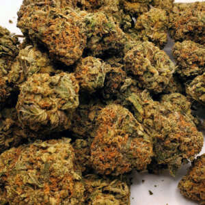 Introducing Sour Amnesia, an exceptional sativa dominant hybrid (85% sativa/15% indica) strain that combines the renowned Sour Diesel with Amnesia strains. This potent bud has garnered recognition, claiming the 2nd place prize for Best Sativa at the 2012 High Times' Cannabis Cup. With an average THC level ranging between 15% and 20%, Sour Amnesia offers a memorable and uplifting experience. True to its name, Sour Amnesia emanates a sharp and sour earthy aroma, complemented by a subtle hint of citrusy diesel upon combustion. The taste profile features a delightful blend of earthy floral notes with a pronounced sour aftertaste that intensifies upon exhaling. The high induced by Sour Amnesia is known for its serenity, accompanied by a slight touch of short-term memory loss. It initiates with a soaring cerebral effect that uplifts the spirit, leaving you in a state of blissful tranquility. Simultaneously, a relaxing body sensation unfolds, allowing for functional use throughout the day. This strain is highly regarded for its potential in alleviating chronic fatigue, mild to moderate cases of depression, ADD or ADHD, and chronic stress or anxiety.
