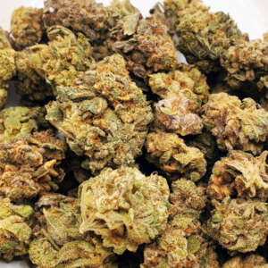 Sour Mango is a sativa-dominant hybrid strain (70% sativa/30% indica) resulting from a cross between Sour Diesel and Mango Haze. Renowned for its unique flavor and energizing effects, it offers a sour tropical mango taste with hints of spicy diesel. The aroma combines spicy diesel with sour tropical citrus and fresh mango. Consuming Sour Mango leads to an invigorating high that uplifts the mood, induces euphoria, and brings about a giggly sensation. Users might also experience a physical tingle that energizes the muscles. Given its THC content of 23-25%, it's beneficial for addressing chronic fatigue, depression, stress, appetite loss, and nausea. The bud features bright neon green nugs, rusty orange hairs, and a layer of white crystal trichomes.