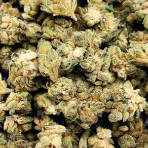 Bruce Banner is a tribute to a comic icon, known for its powerful relaxing effect due to its sativa-dominant genetics (60:40 sativa/indica ratio) and a high THC content, peaking at nearly 29% in some tests. Though it's sought after for its potent high, it's not favorable for conditions benefiting from CBD, as it has low CBD content. The strain induces an intense euphoria, sparks creativity, and elevates the mood, making it suitable for daytime use. It acts as an effective pain reliever and also aids in alleviating anxiety, depression, nausea, and sleeplessness. Common side effects include dry mouth and red eyes, with occasional paranoia and dizziness. The flavor profile is sweet with citrus undertones, complemented by a strong, pungent aroma. Its popularity is notable in Colorado, Arizona, and Oregon, and is anticipated to grow due to its high THC levels. The bud's appeal is enhanced by a thick, resinous gland coating, giving it a heavily frosted appearance.
