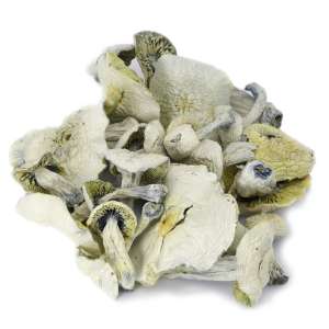 Albino Avery mushrooms, is one of the rare mushies around. However, the strain is named after a prominent Albino comedian Avery. It’s a hybrid shroom that grows just as vigorous as any other liberty caps. The strain drops pretty good spores and has solid stems. The outcross shroom is famous for its quick and physical high that can last up to five hours. The philosopher’s stone, Albino Avery mushrooms, is a special strain because it has little or no pigmentation. It’s a white Psilocybe Cubensis, which is believed to be a mutation of the Cubensis A. Other reports state that the strain originates from Mexico, South America, and Cambodia strains. Further, the strain is sharp, forming a nipple-like that can get bluish coloration.
